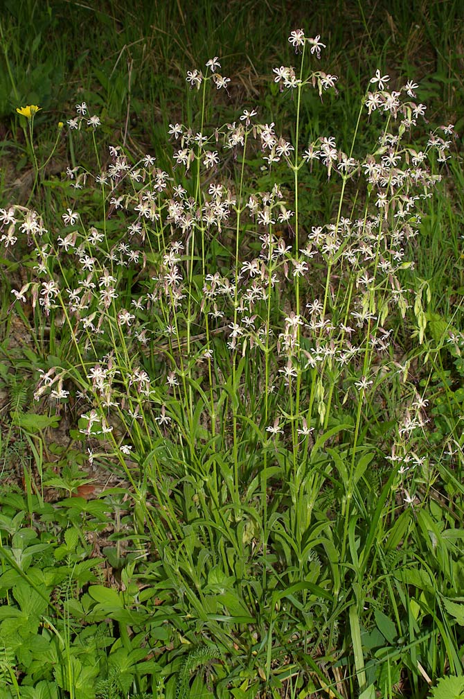 Silene nutans / Silene ciondola